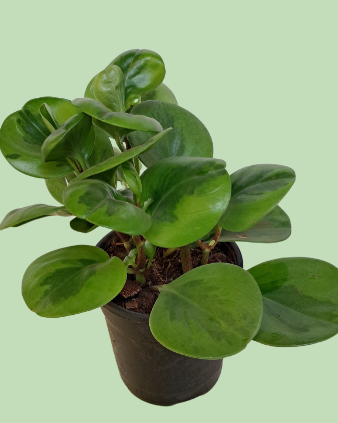Peperomia Baby Rubber plant