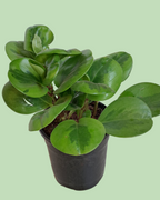 Peperomia Baby Rubber plant
