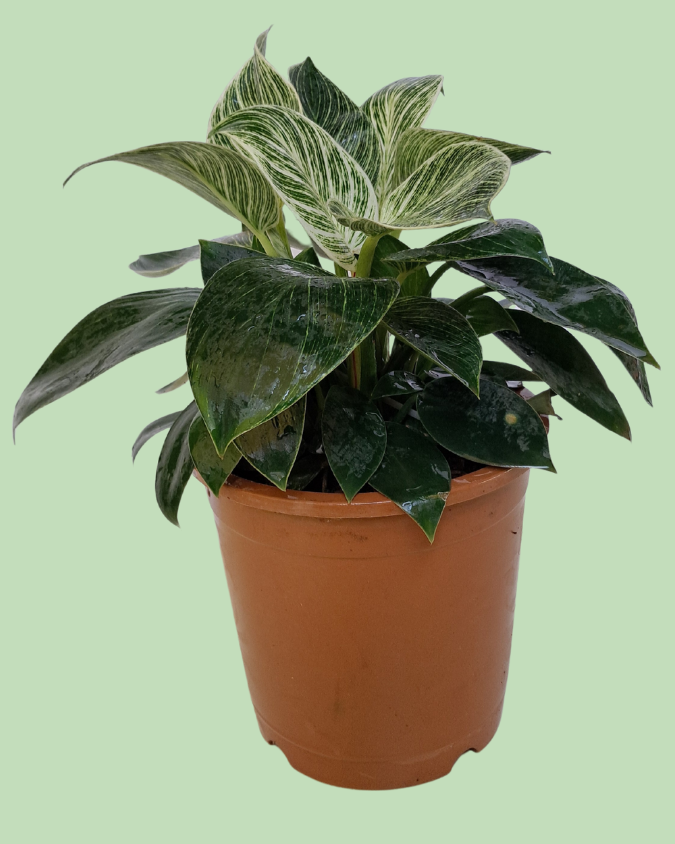 Philodendron Birkin Plant Secondary image