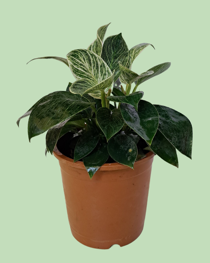 Philodendron Birkin Plant