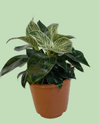 Philodendron Birkin Plant