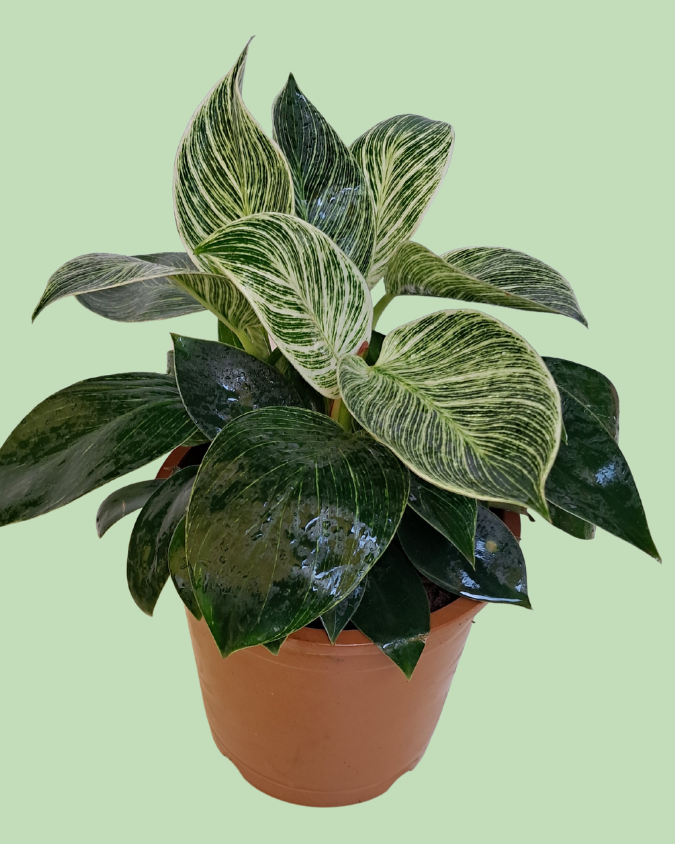 Philodendron Birkin Plant