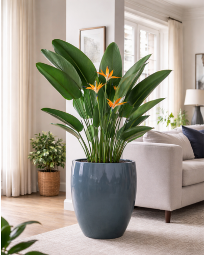 Apple Shape/Tulip Planter PL-04 | 42x56 CM Main image