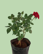 Rose Plant - Red