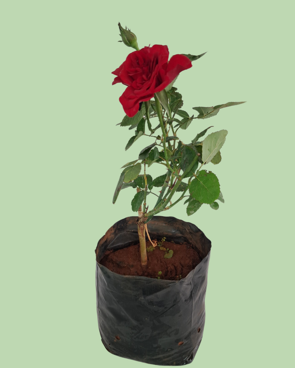 Rose Plant - Red