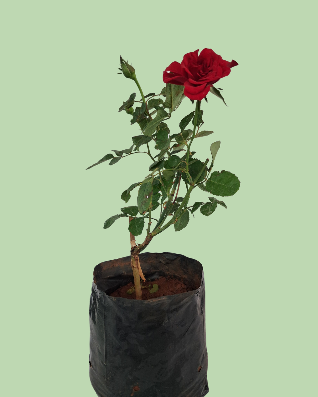 Rose Plant - Red