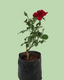 Rose Plant - Red