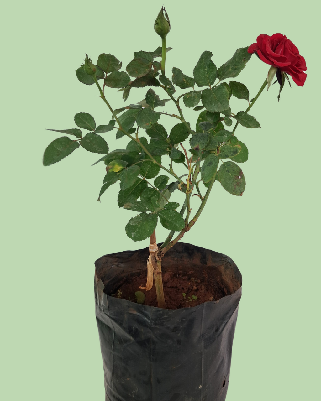 Rose Plant - Red
