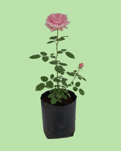 Rose Plant - Pink