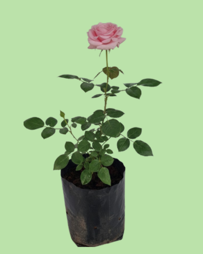 Rose Plant - Pink