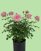 Rose Plant - Pink