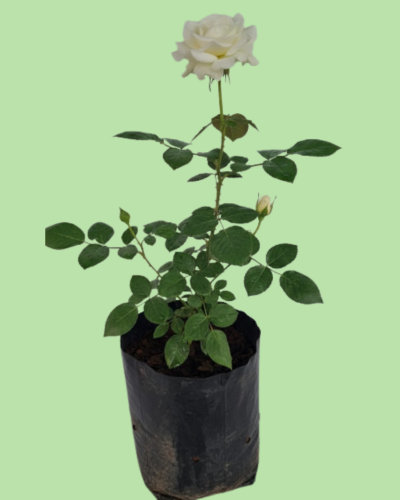 Rose Plant - White