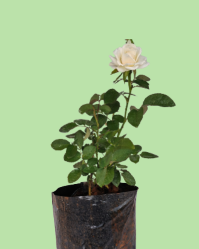 Rose Plant - White
