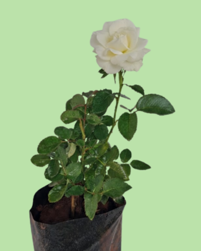 Rose Plant - White