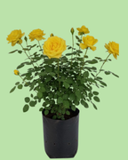 Rose Plant - Yellow