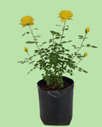 Rose Plant - Yellow