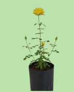 Rose Plant - Yellow