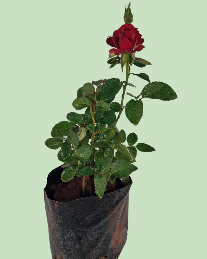 Rose Plant - Red