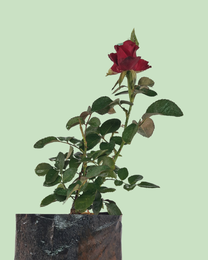 Rose Plant - Red