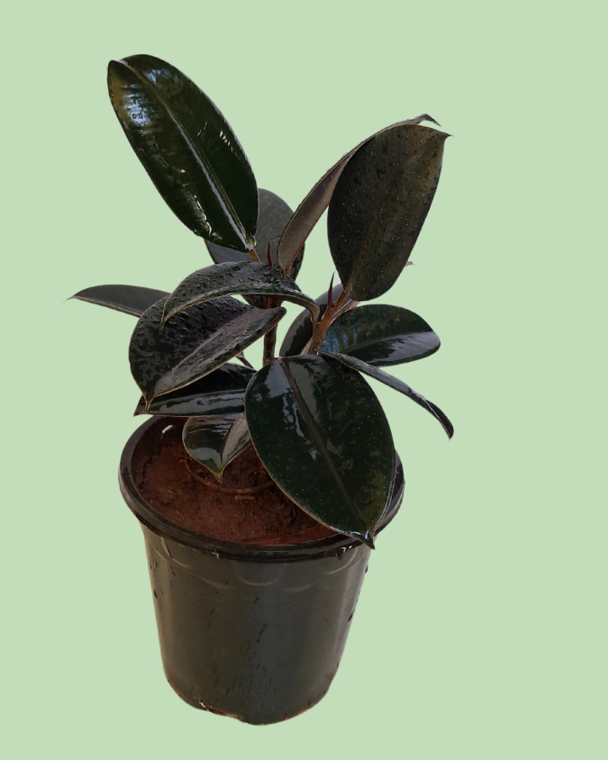 Rubber Plant Secondary image