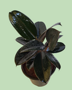 Rubber Plant