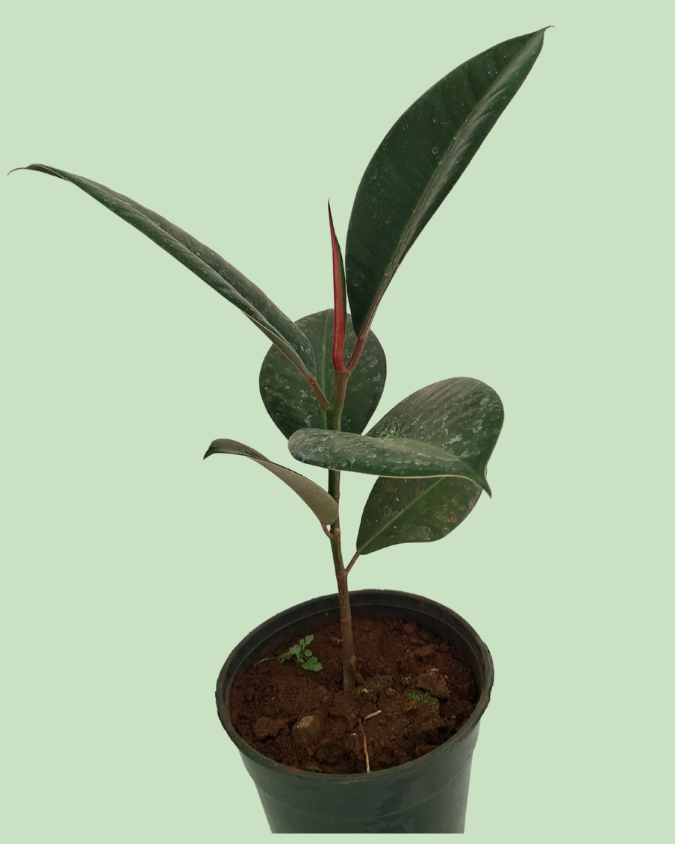 Rubber Plant