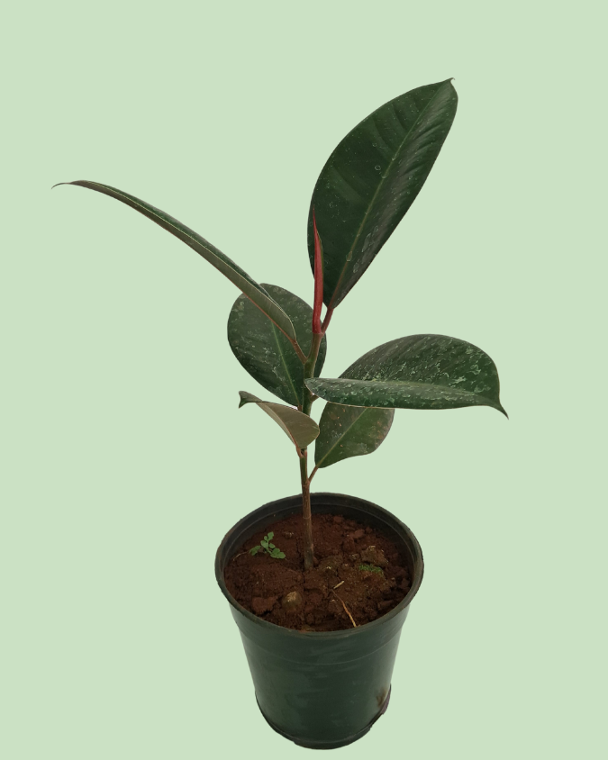 Rubber Plant
