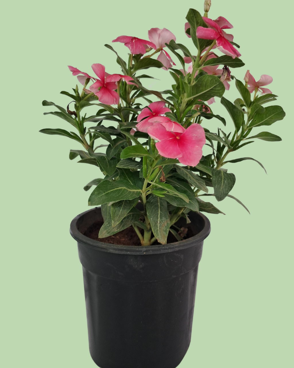 Vinca (Sadabahar) - Red