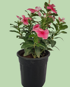Vinca (Sadabahar) - Red