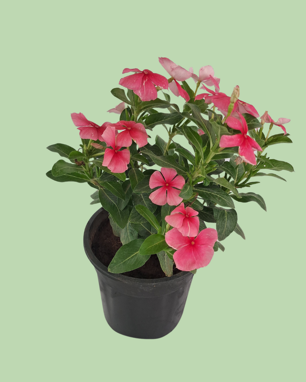 Vinca (Sadabahar) - Red