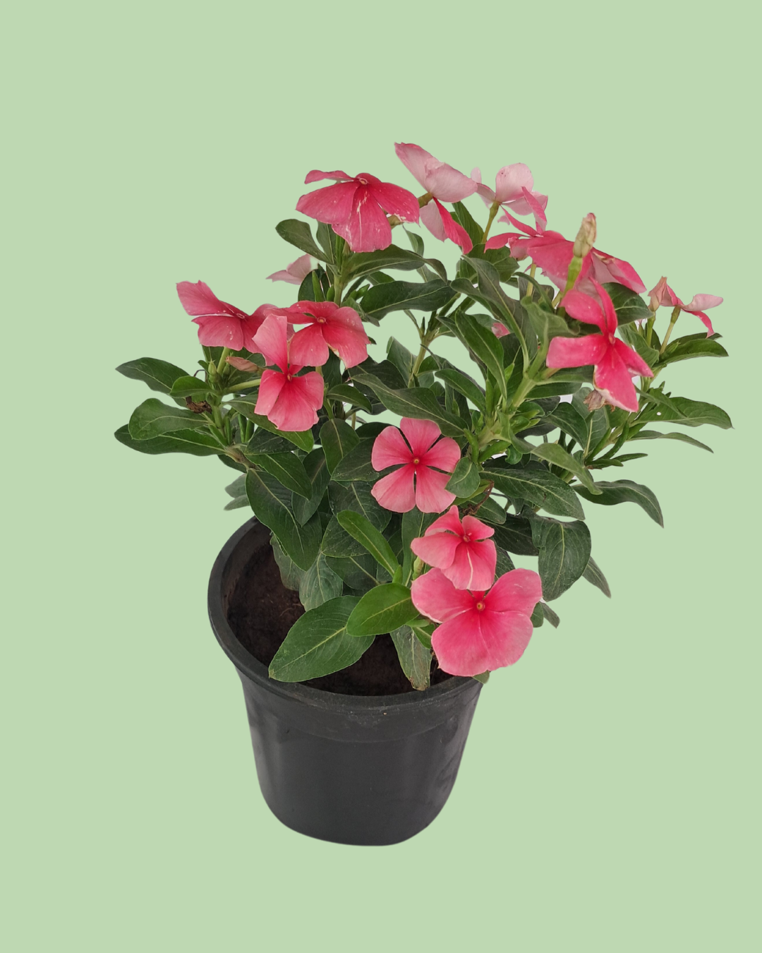 Vinca (Sadabahar) - Red