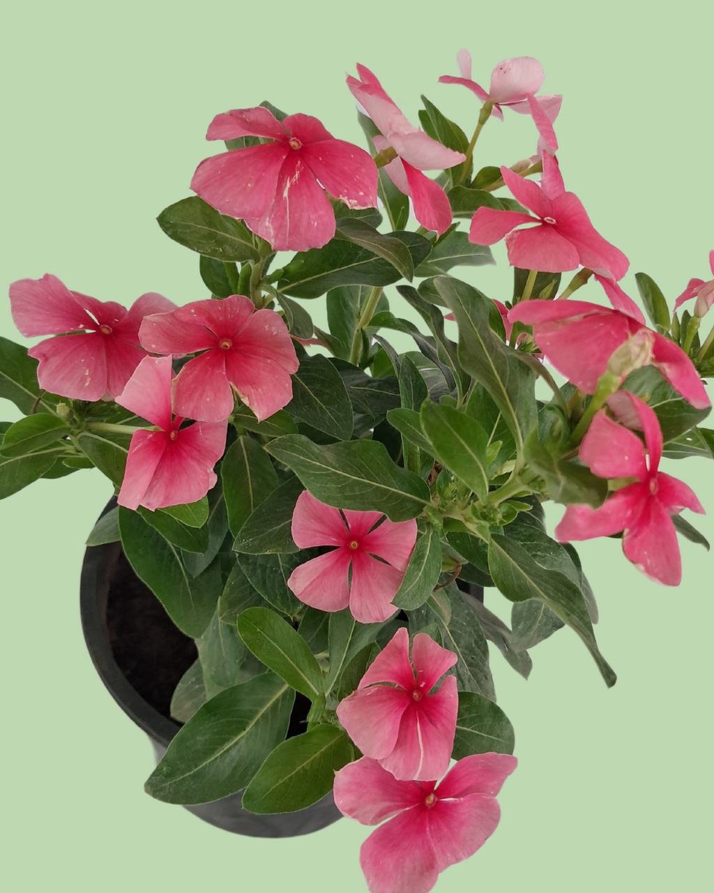 Vinca (Sadabahar) - Red