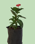 Vinca (Sadabahar) - Red