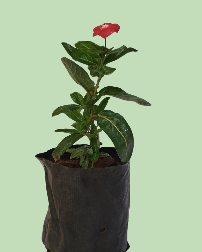 Vinca (Sadabahar) - Red