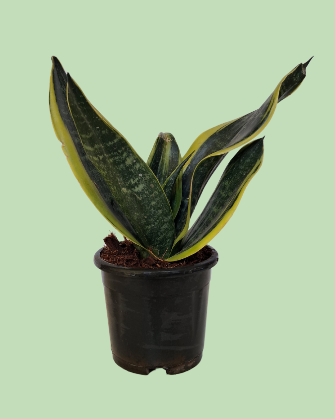 Snake Plant -  Sansevieria Secondary image
