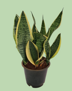 Snake Plant -  Sansevieria
