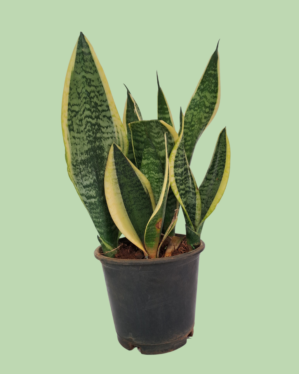 Snake Plant -  Sansevieria