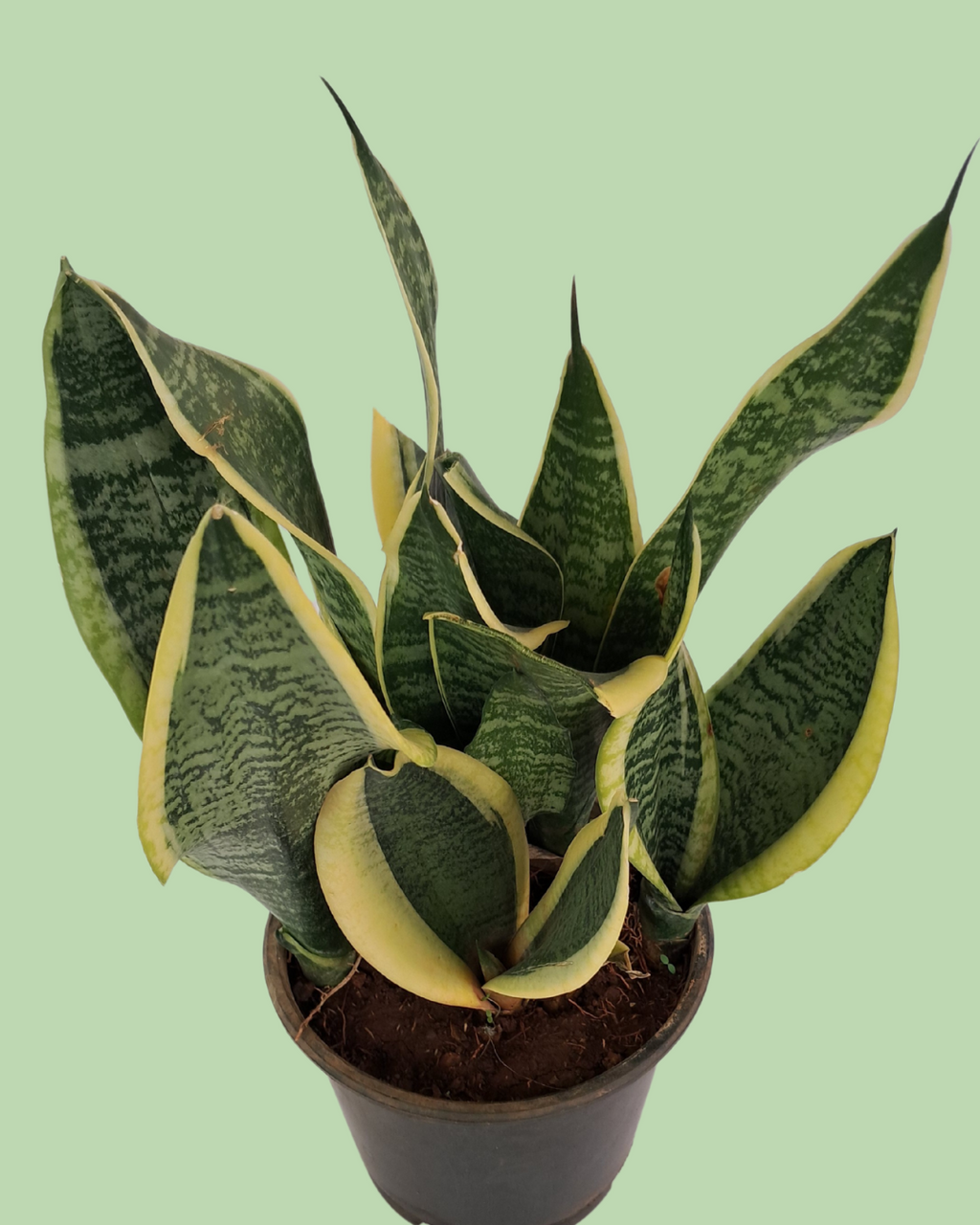 Snake Plant -  Sansevieria