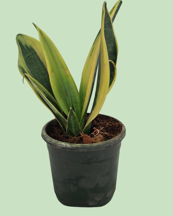 Snake Plant -  Sansevieria