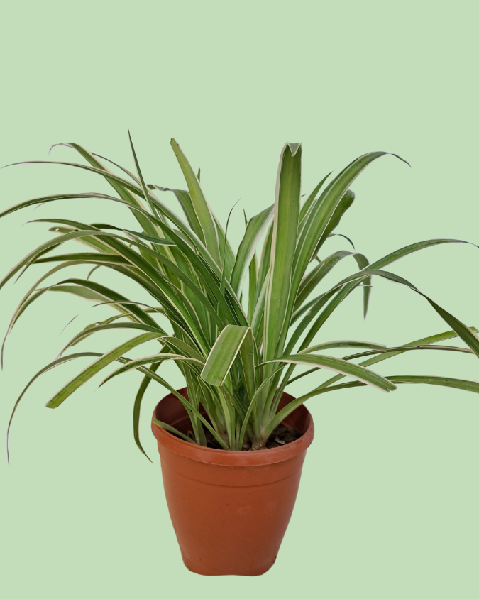 Spider Plant Secondary image