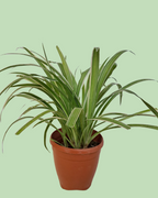 Spider Plant