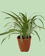Spider Plant