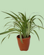 Spider Plant