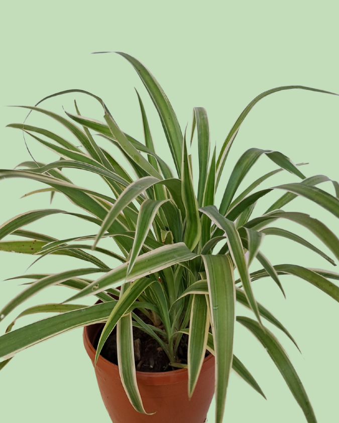 Spider Plant
