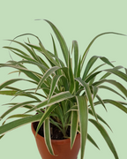 Spider Plant