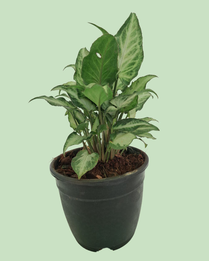 Syngonium (Arrowhead) Main image