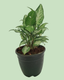 Syngonium (Arrowhead)