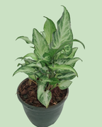 Syngonium (Arrowhead)