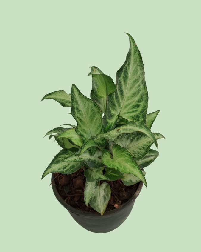 Syngonium (Arrowhead)