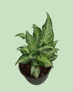 Syngonium (Arrowhead)